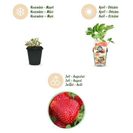 Erdbeere Fragaria Maxim winterhart 3 Pflanzen Ø9cm Höhe30cm – Rote Erdbeere für Beet Balkon & Topf – Pflegeleichte Obstpflanze mit süßem Aroma