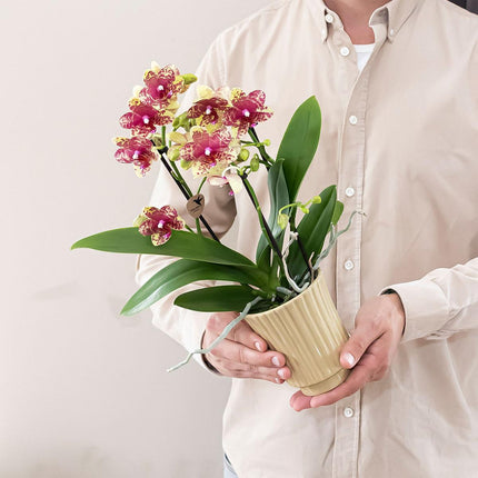 Orange-Gelbe Phalaenopsis Orchidee – „Grosseto“ – Ø9cm – Exotische Blühende Zimmerpflanze mit 2–3 kräftigen Trieben – Elegante Orchidee mit einzigartigem Muster – Frisch aus der Gärtnerei