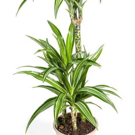 Drachenbaum – Dracaena Deremensis White Stripe – Zimmerpflanze – Ø21cm – ↕90–110cm – Pflegeleichte Grünpflanze mit dekorativen Blättern – Ideal für Wohnzimmer, Büro & Flur
