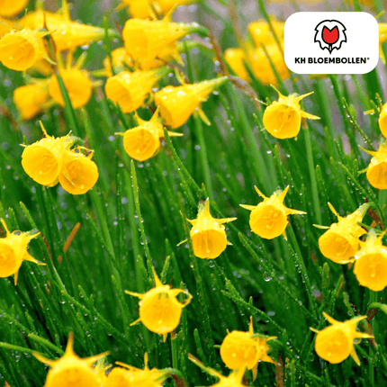 Narzisse Golden Bells – 25 Blumenzwiebeln – Glockenförmige, tiefgelbe Blüten – Frühlingsblüher & winterhart