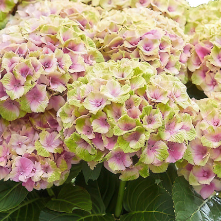 Hortensie Magical Jewel Pink – Rosa – 2 Pflanzen – Hydrangea macrophylla – Je im 23cm Topf – Ca. 55cm hoch – 6-10 Blüten