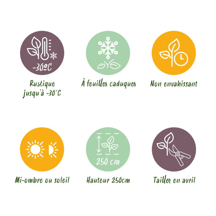 Rotholz-Hartriegel – Cornus alba 'Sibirica' – Ø17cm – ca. 45cm hoch – Zierstrauch mit roten Zweigen – Winterhart & pflegeleicht – Für Hecken & Einzelstellung – Bienenfreundlich