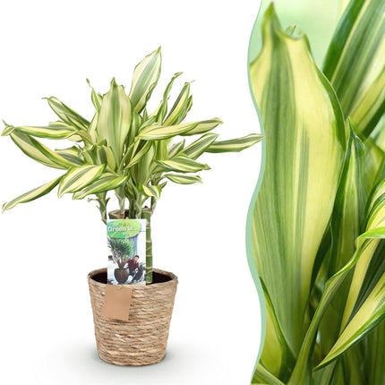 Dracaena fragrans Diamond Dream – 50-55cm – 17cm inkl. Naturkorb – Pflegeleichter Drachenbaum