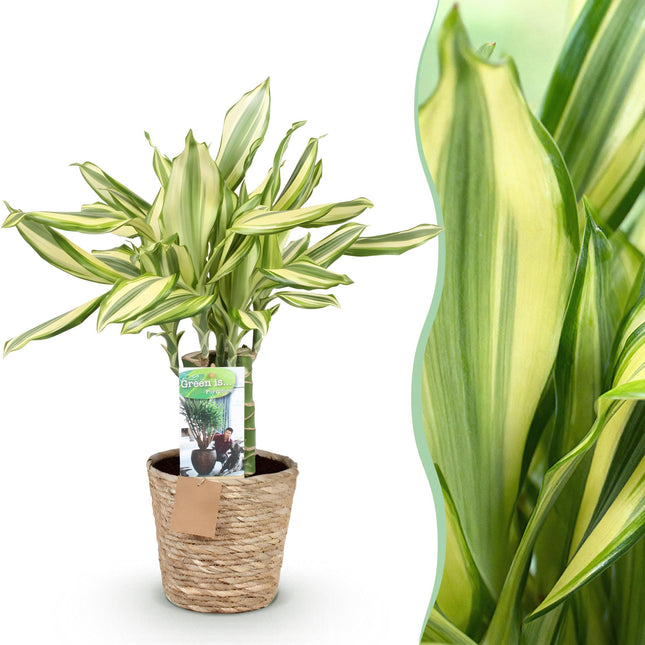 Dracaena fragrans Diamond Dream – 50-55cm – 17cm inkl. Naturkorb – Pflegeleichter Drachenbaum