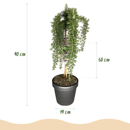 Rosmarin Rosmarinus officinalis Prostratus – 19cm Höhe ca.90cm – Immergrün & winterhart – Lila Blüte – Duftender Kräuterrosmarin