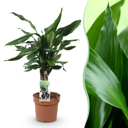 Dracaena fragrans Steudneri – 50-55cm – 17cm – Pflegeleichter Drachenbaum – Grüne Zimmerpflanze für Wohnzimmer, Büro & Schlafzimmer