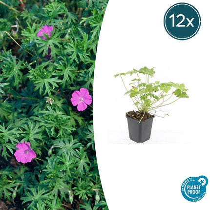 Blut-Storchschnabel Geranium 'Tiny Monster' – ↕10-25cm – Ø9cm – 12 Pflanzen – Kompakte, sommerblühende Staude für Beet, Kübel & Bodendecker – Pflegeleicht & robust