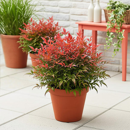 Heiliger Bambus Nandina Obsessed – 17cm Höhe ca.45cm – Immergrün & farbintensiv – Rotes Laub für Beet Balkon Terrasse – Pflegeleichter Zierstrauch