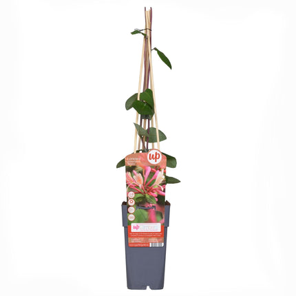 Waldgeißblatt – Lonicera periclymenum ‘Belgica’ – Ø15cm x ↕65cm – Stark duftende Kletterpflanze mit rot – weißen Blüten – Pflegeleicht & winterhart