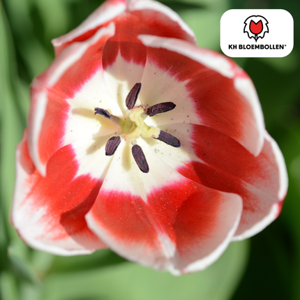 Tulpenzwiebeln Candy Apple Delight – 20 Blumenzwiebeln – Rot-weiße Tulpen – Frühlingstulpen für Garten & Topf – Frisch vom Züchter