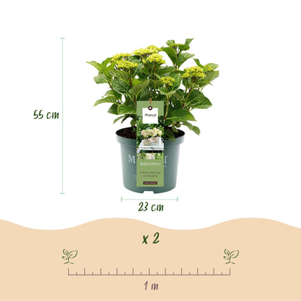 Hydrangea macrophylla Magical Noblesse – Weiße Gartenhortensie – 2 Pflanzen 23cm – Höhe 55cm – 6-10 große Blüten – Balkonpflanze