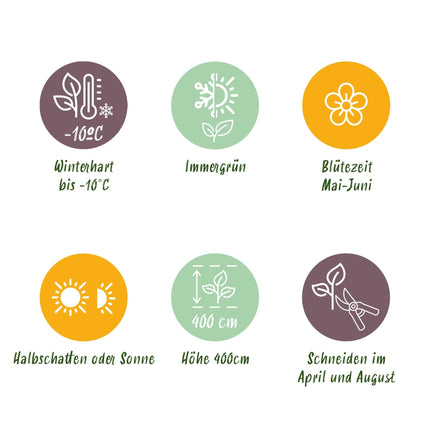 Glanzmispel Photinia fraseri Carre Rouge – Immergrüne Heckenpflanzen – 8 Pflanzen – 1 m – 9 cm Höhe 30–35 cm – Rote & grüne Blätter – Pflegeleicht