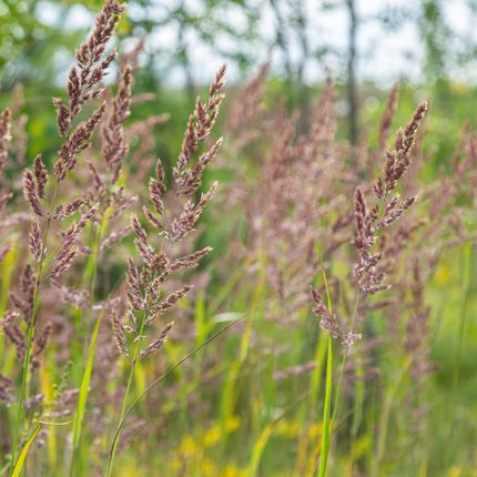 Diamantgras Calamagrostis brachytricha – 48 Pflanzen – 10-25cm – Ø9cm – Winterhartes Ziergras mit rosafarbenen Blütenrispen
