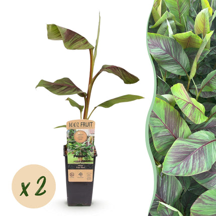 Bananenpflanze Japanische Faserbanane Musa Ever Red – Obstpflanze – Winterhart – 2 Pflanzen – 15cm – Höhe ca. 50cm