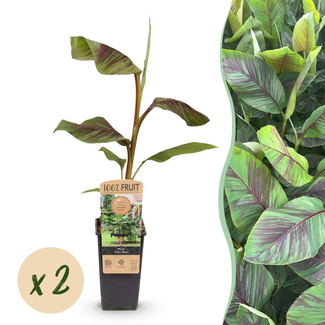 Bananenpflanze Japanische Faserbanane Musa Ever Red – Obstpflanze – Winterhart – 2 Pflanzen – 15cm – Höhe ca. 50cm