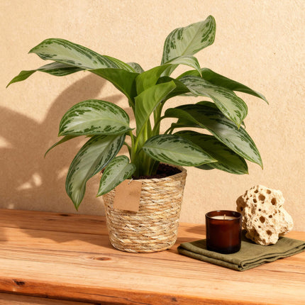 Aglaonema Silver Bay – Zwei pflegeleichte Silberblatt – Zimmerpflanzen im dekorativen Korb – 17cm – Höhe 70-75cm – Silber