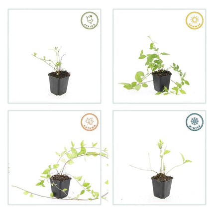 Großblättriges Immergrün Vinca major 'Alba' – 6 Pflanzen – Bodendecker – Ø9cm – ↕10-25cm – Weiße Blüten – pflegeleicht