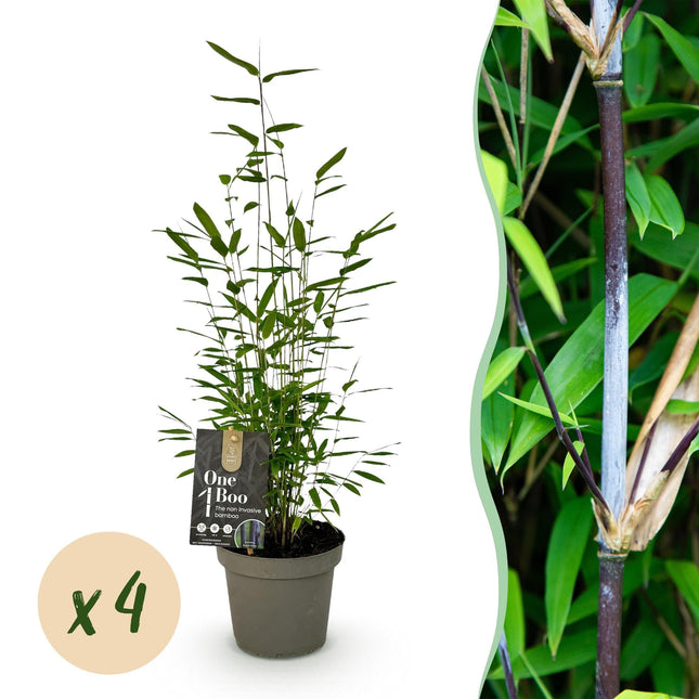 Bambus Fargesia Black Dragon – Immergrün – 4 Pflanzen – Nicht ausbreitend – Schwarze Stämme – Für Hecke, Garten & Terrasse – Ø14cm Höhe ca. 35cm