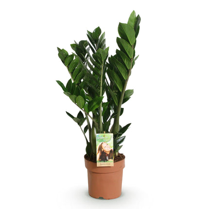 Zamioculcas – ZZ – Pflanze 65-75cm – 17cm – Pflegeleichte dunkelgrüne Zimmerpflanze – Robuste Grünpflanze für Wohnzimmer, Büro & Schlafzimmer