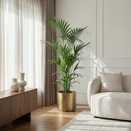 Howea Forsteriana – Kentia – Palme – 160-170cm – 27cm – Pflegeleichte, elegante Zimmerpalme mit fiederartigen Wedeln – Tropisches Highlight für Wohn