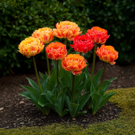 Blumenzwiebeln Tulipa Gudoshnik Double – Doppelblütig – 12 Stück – Zwiebelgröße 11/12 – Gefüllte Tulpen für Garten, Balkon & Terrasse – Frühjahrsblüher
