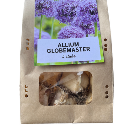 Allium 'Globemaster' – Zierlauch Blumenzwiebeln – 5 Blumenzwiebeln – Extra große violette Blütenbälle – Winterharte Staude für Beet, Rabatte & Schnitt – XXL-Zwiebeln