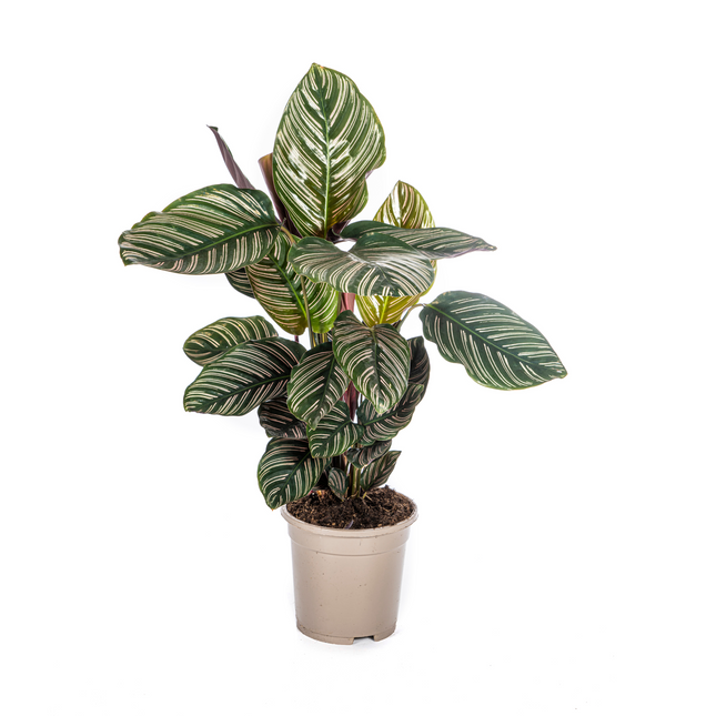 Korbmarante Calathea Ornata Sanderiana – Ø17cm – ca. 40-50cm hoch – Zimmerpflanze mit pink gestreiften Blättern – Für Wohnzimmer & Büro