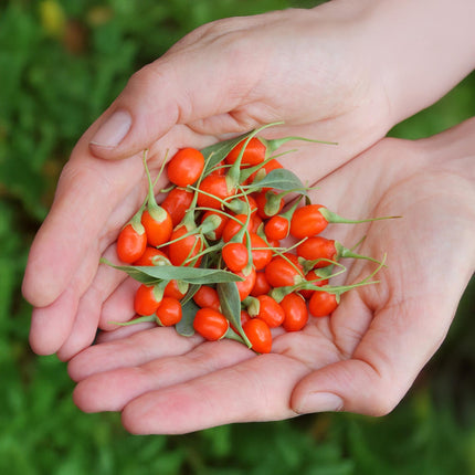 Goji – Beere Lycium barbarum winterhart 3 Pflanzen Ø9cm Höhe 30cm – Rote orange Beerenpflanze für Garten Beet Balkon & Terrasse