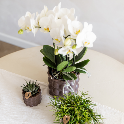 Ziertopf Cotton – Braun – Ø9cm – Blumentopf mit matter Oberfläche – Pflanztopf aus der Slow Living Kollektion – Für kleine Pflanzen & Orchideen