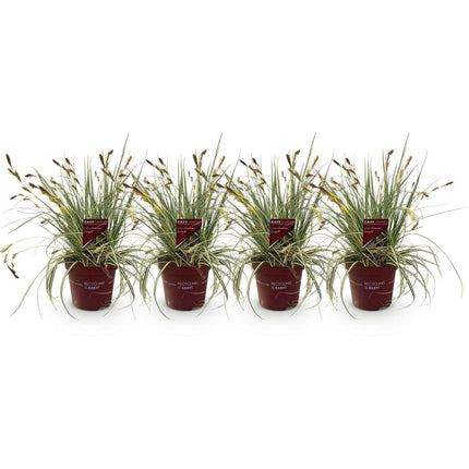 Ziergras Carex oshimensis 'Evergold' – Immergrün – 4 Pflanzen – Topf Ø17 cm – Höhe 50 cm – Gelb-grün gestreiftes Laub – Pflegeleicht – Für Sonne & Schatten – Ideal für Beet, Balkon & Kübel