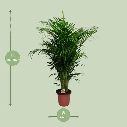 Areca-Palme – Dypsis Lutescens – Zimmerpflanze - 125 cm – Ø24 cm – Tropische Grünpflanze für Wohnzimmer, Büro & Flur – Luftreinigend & pflegeleicht