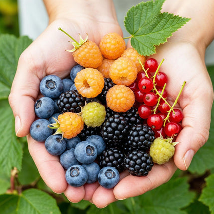 Obstpflanzen Set 8 Pflanzen Höhe 30cm  Ø9cm – Rote Johannisbeere Gelbe Himbeere Schwarze Brombeere Blaubeere – winterhart