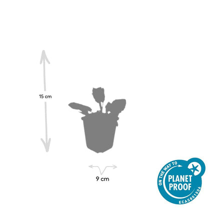 Salvia nemorosa 'Mainacht' – 48 Pflanzen – Blau blühende Staude – Sonniger Standort – Bienen – & Schmetterlingsfreundlich – Ø9cm – 10-25cm