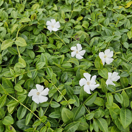 Kleines Immergrün Vinca minor 'Gertrude Jekyll' – ↨10-25 cm – Ø9 cm – Immergrüner Bodendecker mit weißen Blüten, schattentolerant & pflegeleicht – 60 Pflanzen