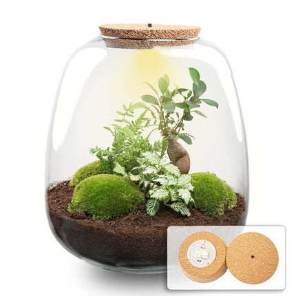 Flaschengarten Emma – Bausatz mit LED – Korkdeckel – Ø23cm ↕25cm – DIY Pflanzenterrarium mit Ficus Ginseng Bonsai, Farn & Fittonia White Tiger