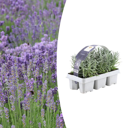 Echter Lavendel – Lavendel angustifolia – 6 Pflanzen – Ø7cm, ↕15cm – Duftend, Pflegeleicht & Winterhart – Für Garten, Balkon & Terrasse