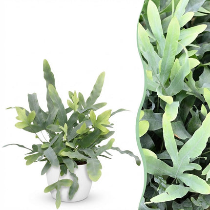 Phlebodium aureum Blue Star Pflanze Mit Weißem Topf Ø12cm Höhe ca.25cm Blauer Farn Haustierfreundlich Pflegeleicht Für Zimmer Büro & Schlafzimmer
