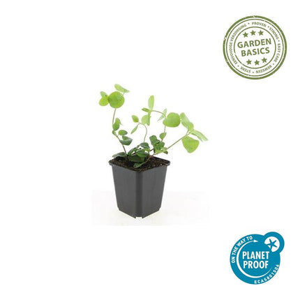 Großes Immergrün Vinca major – ↕10-25cm – Ø9cm – 40 Pflanzen – immergrüner Bodendecker – pflegeleicht – violett-blaue Blüten – Winterhart