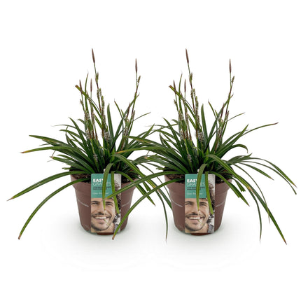 Carex morrowii Irish Green – 2 Pflanzen 17cm – ca. 50cm hoch – Immergrüne Grünblättrige Segge – Pflegeleichtes Ziergras für Garten, Terrasse & Balkon