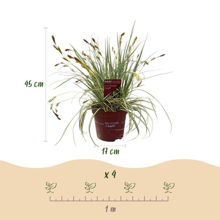 Ziergras Carex oshimensis 'Evergold' – Immergrün – 2 Pflanzen – Ø17 cm – Höhe 50 cm – Gelb-Grün gestreift – Pflegeleicht – Für Sonne & Schatten – Beet, Balkon & Kübel
