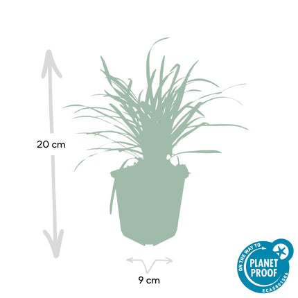 Liriope muscari 'Big Blue' – 24 Pflanzen – Immergrüner Bodendecker – 9cm – ↕10-25cm – Mit violetten Blütenrispen – Pflegeleicht & winterhart
