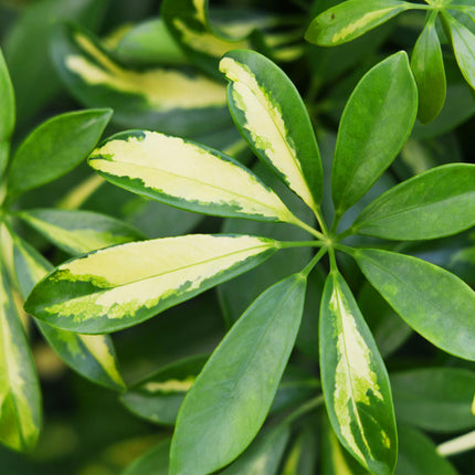 Schefflera Gold Capelle – 70-80cm – 21cm mit Korb – Pflegeleichter Fingerbaum – Grün-Goldenes Blattwerk – Dekorative Zimmerpflanze für Wohnzimmer, Büro & Eingangsbereiche