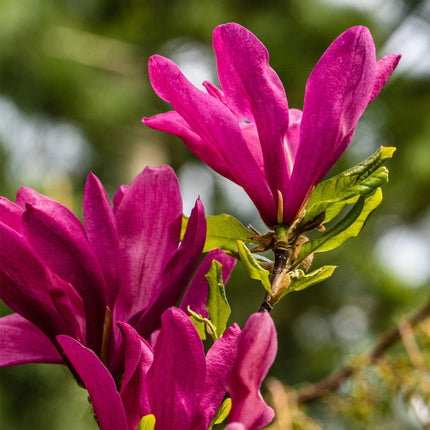 Purpur – Magnolie Magnolia Susan – Strauch – Blumen dunkelrosa – Wenig Pflege – 17cm Höhe 45cm – Frühjahrsblüher für Garten & Terrasse