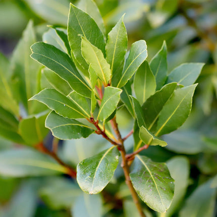 Laurus nobilis Stamm-Pflanze – Immergrüner Lorbeerbaum – Pflegeleicht – Ø19 cm – Höhe ca. 90 cm – Mediterranes Flair für Terrasse & Balkon