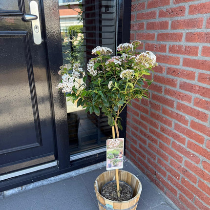 Viburnum tinus – Immergrüner Schneeball – Stamm-Pflanze – Ø19 cm – Höhe ca. 90 cm – Winterblüher – Pflegeleicht & robust – Für Terrasse, Balkon & Garten