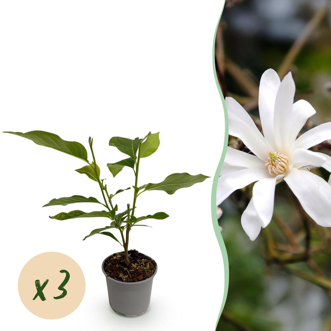 Magnolia stellata – 3 Pflanzen – 12cm – Höhe ca. 30cm – Laubabwerfender Zierstrauch mit weißen sternförmigen Blüten für Beet, Balkon & Terrasse