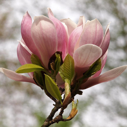 Tulpen – Magnolie Magnolia Soulangiana – Strauch/Baum – Blüten Hellrosa – Frühjahrsblüher – Pflegeleicht – 17cm Höhe 45cm – Für Garten & Terrasse