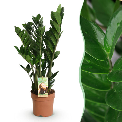 Zamioculcas – ZZ – Pflanze 65-75cm – 17cm – Pflegeleichte dunkelgrüne Zimmerpflanze – Robuste Grünpflanze für Wohnzimmer, Büro & Schlafzimmer