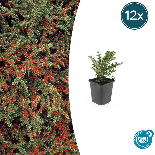 Fächer-Zwergmispel – Cotoneaster horizontalis – ↕10-25cm – Ø9cm – 12 Pflanzen – Winterharter Bodendecker mit roten Beeren