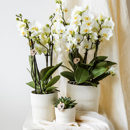 Rustic Zierpflanztopf - White - Ø9cm – Minimalistischer Dekotopf im Slow Living Stil – Natürliche, ruhige Wohnatmosphäre